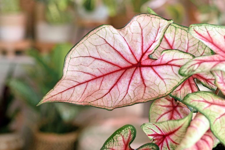 Caladium, Caladium Plant, Caladium Care, Caladiums, Shade Plant, Shade loving plant, Shade Garden