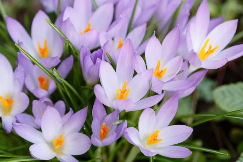Crocus Tommasinianus 'Lilac Beauty', Crocus 'Lilac Beauty', Early Crocus, Botanical Crocus, Snow Crocus, Lilac Tommy, Pink Crocus, Spring Bulbs, Spring Flowers, early spring bulb, late winter blooming bulb