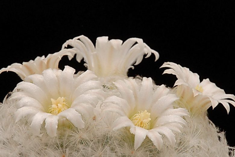 Mammillaria plumosa, Feather Cactus, Chilita plumosa, Ebnerella plumosa, Escobariopsis plumosa, Neomammillaria plumosa, Small Succulent, Small Cactus