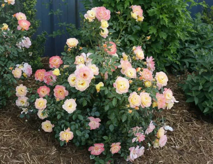 Rose Oso Easy Italian Ice, Rosa Oso Easy Italian Ice, Oso Easy Italian Ice Rose, Shrub Roses, Rose bushes, Garden Roses, Rosa'CHEWNICEBELL', Yellow Roses, Yellow Flowers