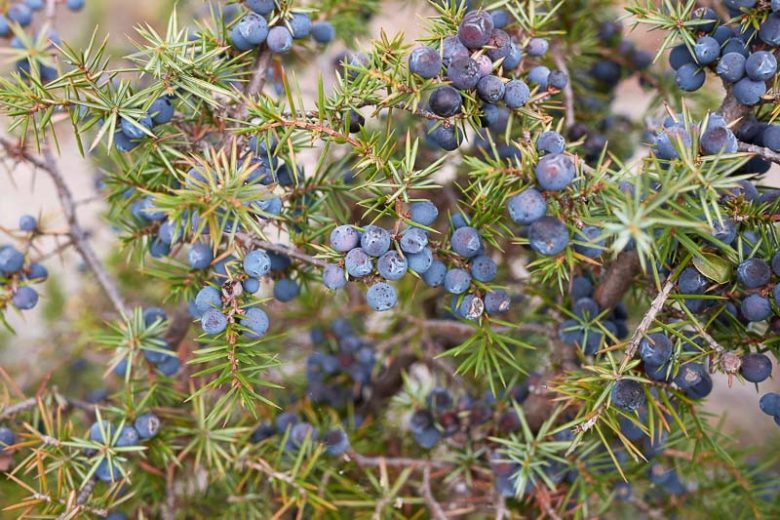 Juniperus communis, Common Juniper, Juniper, Juniperus intermedia, Evergreen Shrub, Evergreen Tree