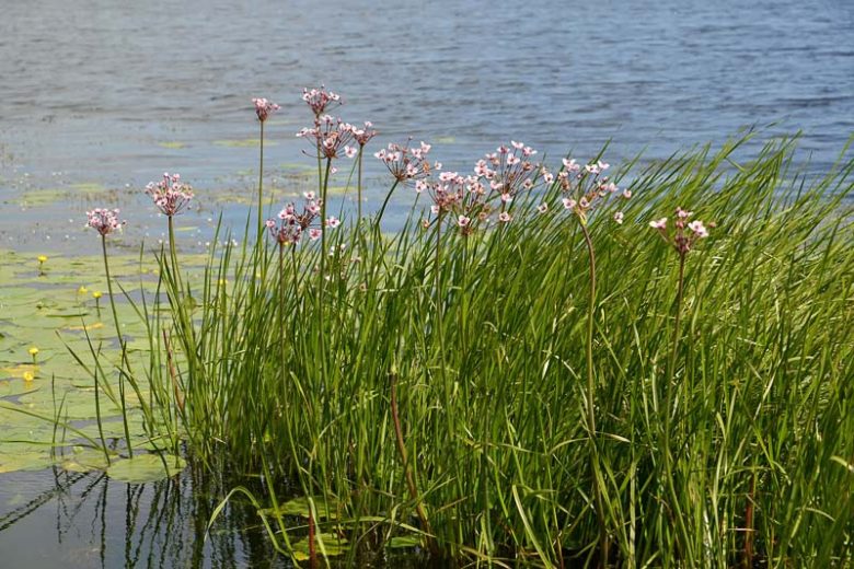 Butomus umbellatus, Flowering Rush, Grassy Rush, Lily Grass, Water Gladiolus, Aquatic Plants