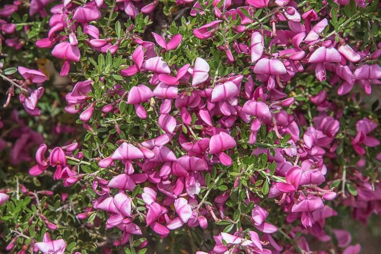 Pickeringia montana, Chaparral Pea, Montana Chaparral Pea, California Native Plant, California Native Shrub, Purple Flowers, Pink Flowers