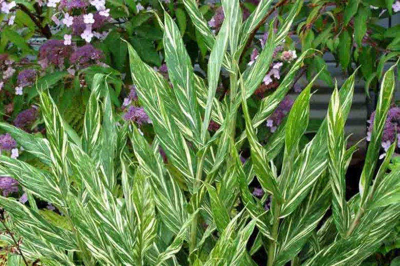 Hedychium Tahitian Flame, Variegated Ginger Lily, Apricot Hedychium, Apricot Ginger Lily, Perennial Plants, Perennial Flowers, Exotic Flowers