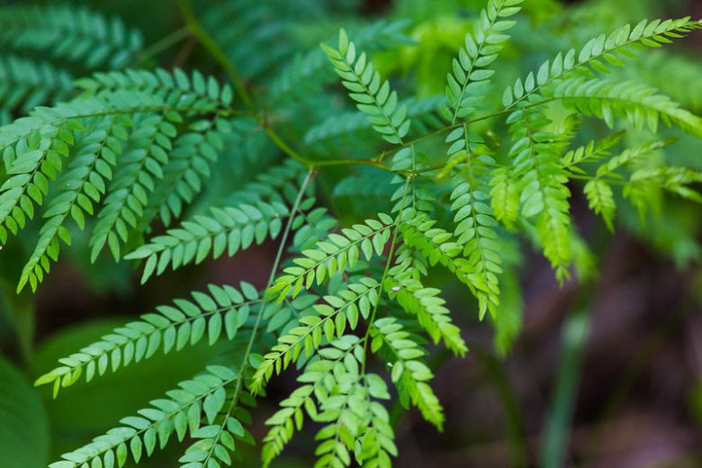Gleditsia triacanthos, Honey Locust, Common Honey Locust, Thorny Common Honey Locust, Honey Shucks Locust, Sweet Locust, Thorny Locust, Honey Shucks, Sweet Bean Tree, Gleditsia triacanthos var. inermis