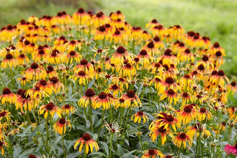 Echinacea Fiery Meadow Mama, Fiery Meadow Mama Echinacea, Coneflower Fiery Meadow Mama, Meadow Mama Series, Yellow coneflower, Yellow coneflowers, Yellow Echinacea, Yellow Flowers, Yellow Perennials