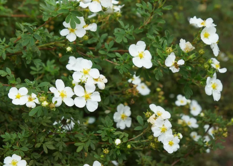 Potentilla alba, White-Flowered Cinquefoil, White Cinquefoil, White Potentilla, White Flowers