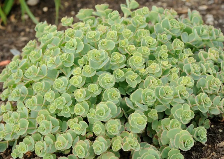 Sedum sieboldii, October Daphne Stonecrop, Hylotelephium sieboldii, sieboldii stonecrop