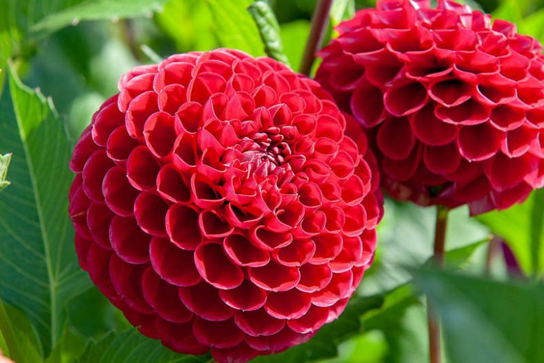 Dahlia Cornel,Cornel Dahlia, Ball Dahlias, Red Dahlias, Dahlia Tubers, Dahlia Bulbs, Dahlia Flower, Dahlia Flowers, summer bulbs