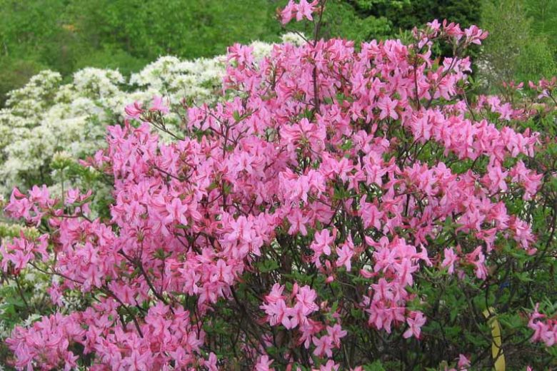 Rhododendron Prinophyllum, Roseshell Azalea, Early Azalea, Woolly Azalea, Rhododendron roseum, Azalea prinophylla, Rhododendron nudiflorum var. roseum, Midseason Azalea, Deciduous Azalea, Pink Azalea, Pink Flowering Shrub