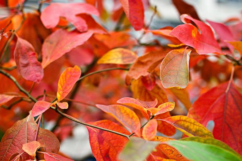 Viburnum nudum, Withe Rod, Smooth Witherod, American Withe Rod, Possumhaw Viburnum, Possumhaw, Pink berries, Blue Berries, Shrub with fall color, fall color, shrub with berries