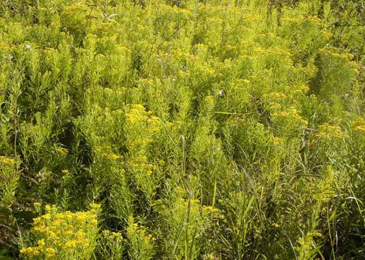 Euthamia graminifolia, Flat-top Goldentop, Grass-leaved Goldenrod, Solidago graminifolia, Solidago lanceolata, Chrysocoma graminifolia, Fall perennials, Fall Flowers, Yellow flowers