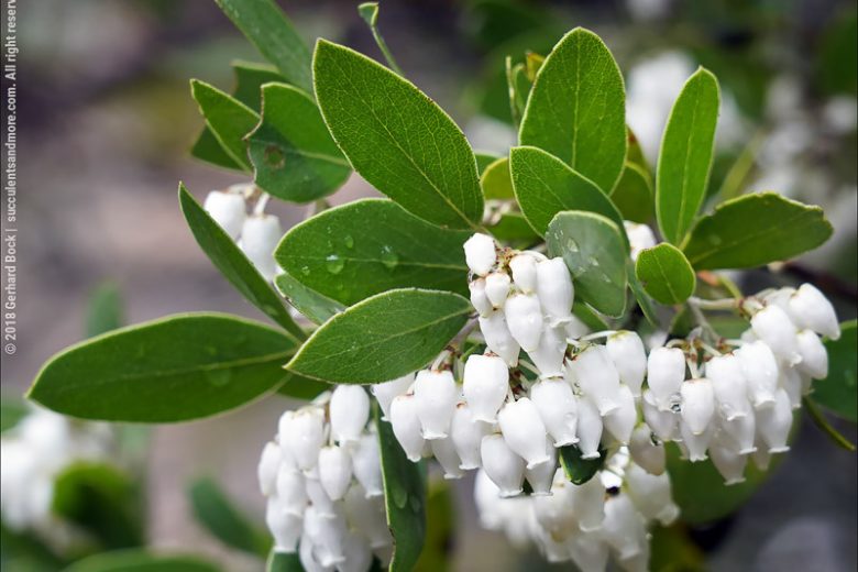 Arctostaphylos manzanita, Common Manzanita, Whiteleaf Manzanita, Big Manzanita, Manzanita, Evergreen Shrub, Hardy Shrub, Shrub with berries