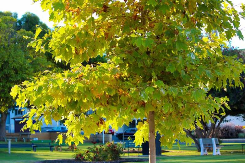 Platanus occidentalis, American Sycamore, Eastern Sycamore, American Plane Tree, Plane Tree, Buttonwood, Buttonball Tree, Deciduous Tree, Fall Color