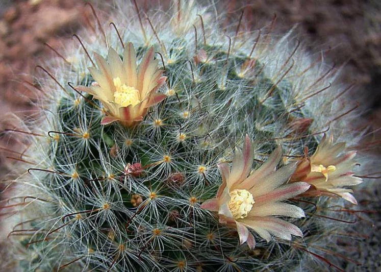 Mammillaria bocasana, Powder Puff Cactus, Powder Puff Pincushion, Fish-Hooks, Snowball Cactus, Cactus bocasanus, Chilita bocasana, Ebnerella bocasana, Krainzia bocasana, Neomammillaria bocasana, small Succulents, Small Cactus