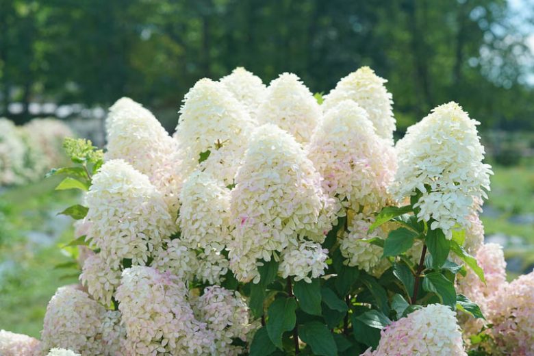 Hydrangea Paniculata Quick Fire Fab, Hydrangea Quick Fire Fab, Quick Fire Fab Hydrangea, Dwarf Hydrangea, Small Hydrangea