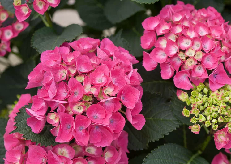 Hydrangea Macrophylla Cityline® Paris, Cityline® Paris Hydrangea, Bigleaf Hydrangea Cityline® Paris, Mophead Hydrangea Cityline® Paris, Red hydrangea
