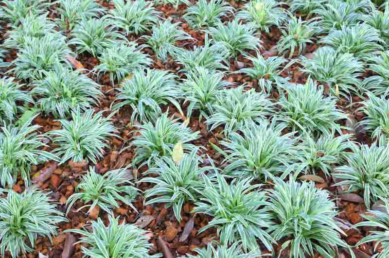 Ophiopogon, Mondo Grass, Black Mondo, Black Mondo Grass, Black Lilyturf, Ophiopogon planiscapus, Dwarf Lilyturf,  Japanese Lilyturf, Evergreen Groundcover
