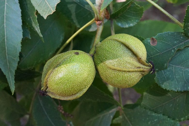 Carya cordiformis, Bitternut Hickory, Swamp Hickory, Bitternut, Pig Hickory, Pignut Hickory, Pignut, White Hickory, Red Hickory, Bitter Walnut, Bitter Pecan, Deciduous Tree, Fall Color, Fruit Tree