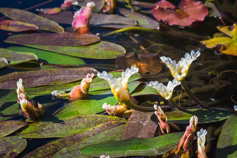 Aponogeton distachyos, Water Hawthorn, Cape Pondweed, Vleikos, Cape Pond Weed, Aponogeton distachyum, Aquatic Plants, White Flowers