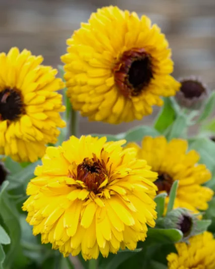Calendula officinalis 'Bull's Eye', Pot Marigold 'Bull's Eye', English Marigold 'Bull's Eye', Yellow Calendula, Yellow  Pot Marigold, Yellow  Marigold
