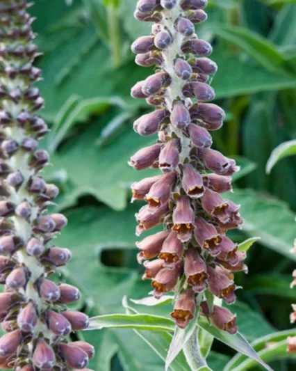 Digitalis Parviflora,Small-Flowered Foxglove, brown flowers, chocolate flowers, deer tolerant perennial