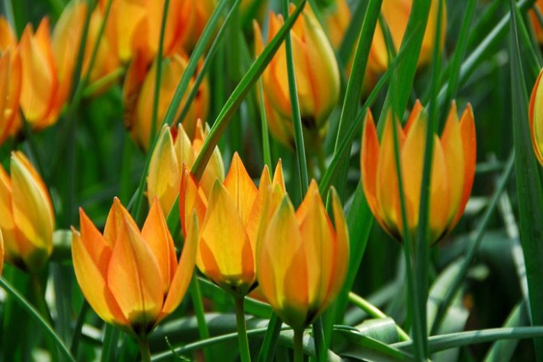 Tulipa Whittallii, Tulip Whittallii, Botanical Tulip, Tulip Species, Rock Garden Tulip, Wild Tulip