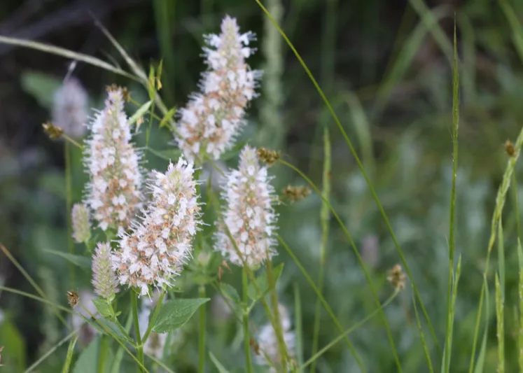 Agastache urticifolias, Nettleleaf Giant Hyssop, Nettle-leaf Horsemint, Lavender Agastache, Lavender Hyssop