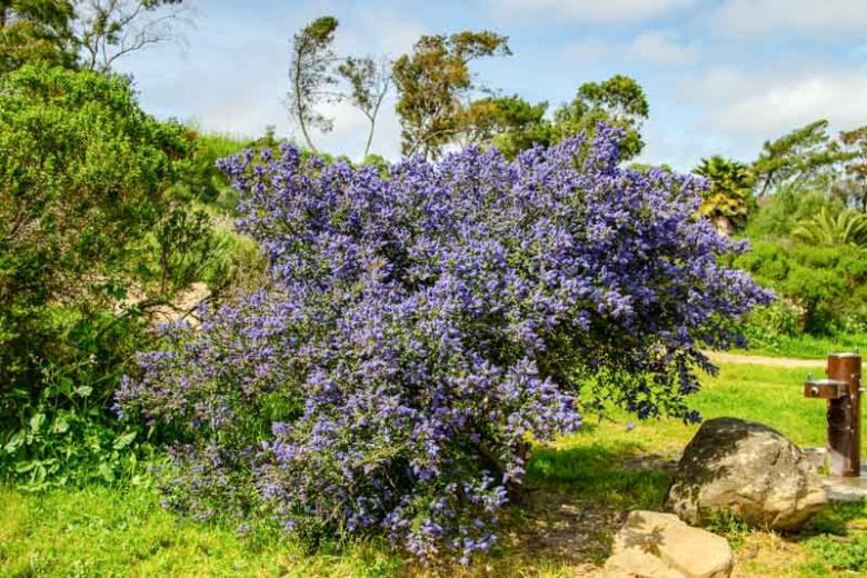 Ceanothus thyrsiflorus, Blueblossom, Bluebrush, Blue Blossom, Blue Flowers, Fragrant Shrubs, Evergreen Shrubs