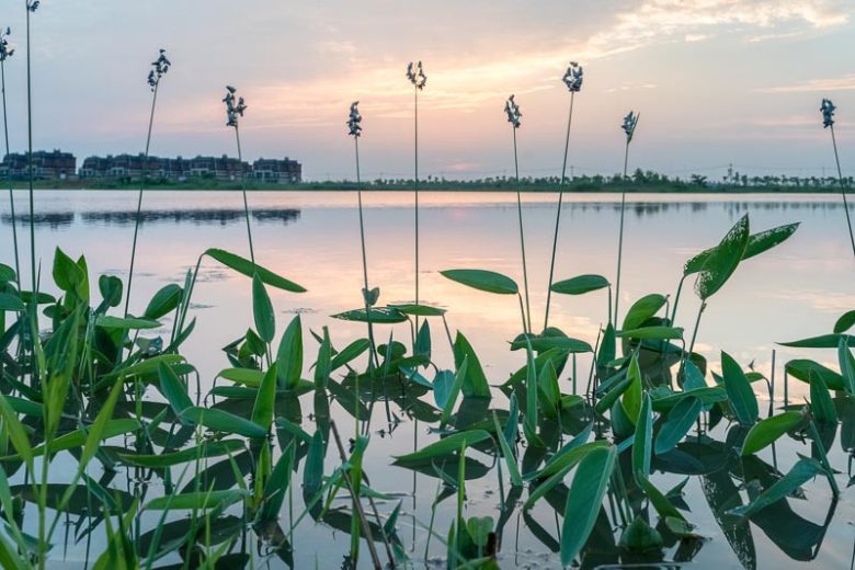 Thalia dealbata, Powdery Alligator-Flag, Powdery Thalia, Water Canna, Thalia barbata