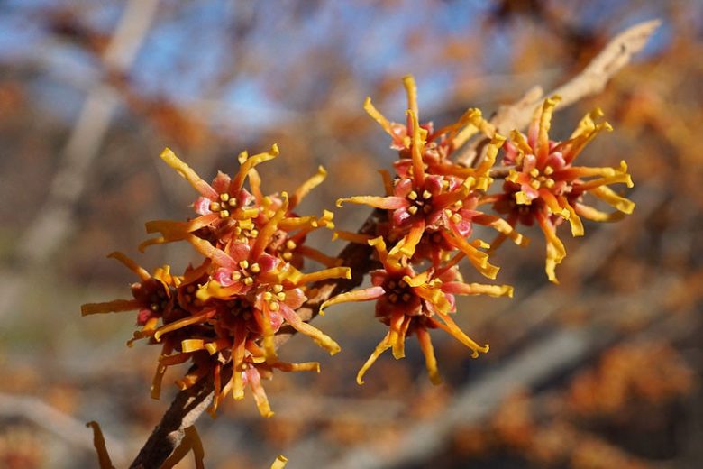 Hamamelis vernalis, Ozark Witch Hazel, Vernal Witch Hazel, flowering shrub, winter flowering shrub, yellow flowers