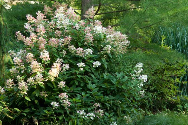 Hydrangea Paniculata Quick Fire, Quick Fire Hydrangea, Hydrangea Quick Fire, Panicle Hydrangea Quick Fire, Hydrangea paniculata 'Bulk', Dwarf Hydrangea, Small Hydrangea