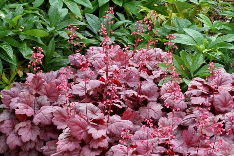 Heuchera 'Grape Soda', Coral Bells 'Grape Soda', Alum Root 'Grape Soda', Coral Flower 'Grape Soda', Shade plants, Evergreen plants, Purple Heuchera, Purple Coral Bells, Purple Alum Root