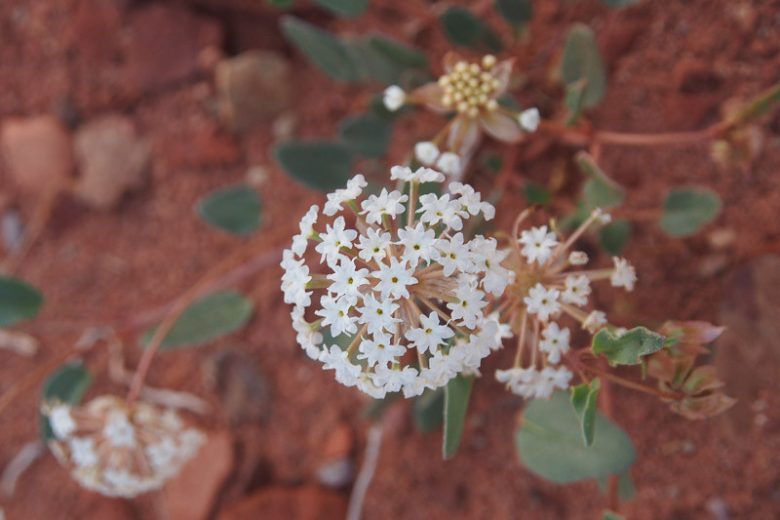 Abronia fragrans, Fragrant Sand Verbena, Snowball Sand Verbena, Sweet Sand Verbena, Prairie Snowball, Sand Verbena, Heart's Delight, Drought Tolerant plant