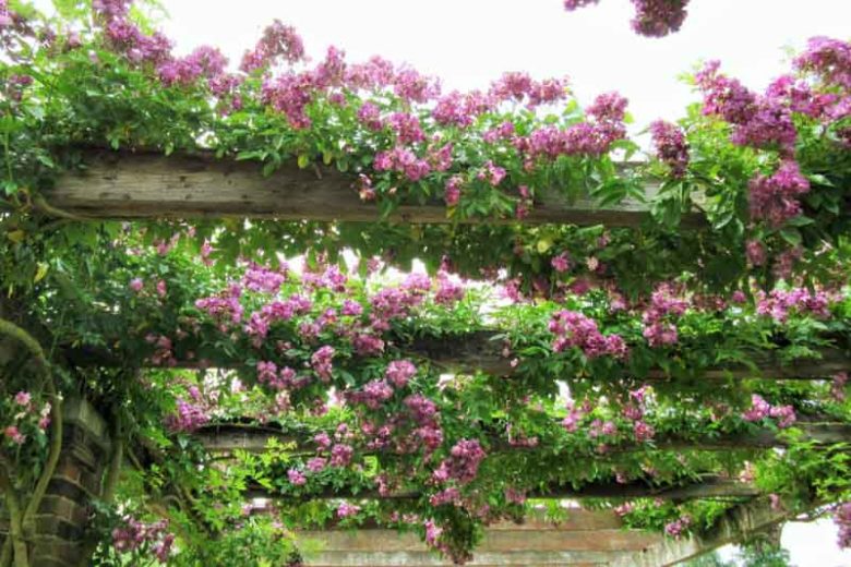 Rose 'Veilchenblau', Rosa 'Veilchenblau', Rambler Rose 'Veilchenblau', Rosa 'Bleu Violet', Rosa 'Blue Rambler', Rosa 'Blue Rosalie', Rosa 'Violet Blue', Hybrid Multiflora Roses, Polyantha Roses, Climbing Roses, Purple roses, Rose bushes, Garden Roses