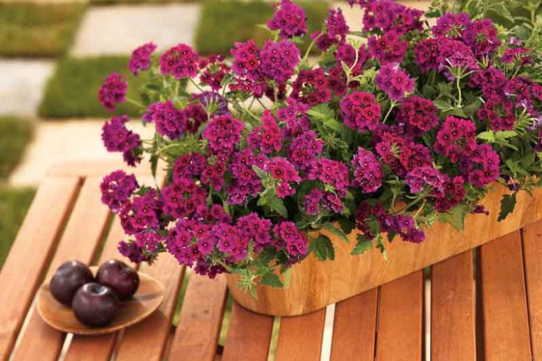 Verbena 'Superbena Burgundy', Trailing Verbena 'Superbena Burgundy', Glandularia 'Superbena Burgundy', Verbena 'Usbenal5', Superbena Series, purple verbena, Drought tolerant plants