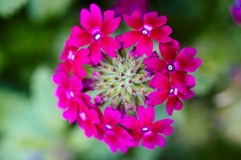Verbena 'Superbena Royale Plum Wine', Trailing Verbena 'Superbena Royale Plum Wine', Glandularia 'Superbena Royale Plum Wine', Verbena 'RIKAV14704', Superbena Series,Purple verbena, Drought tolerant plants