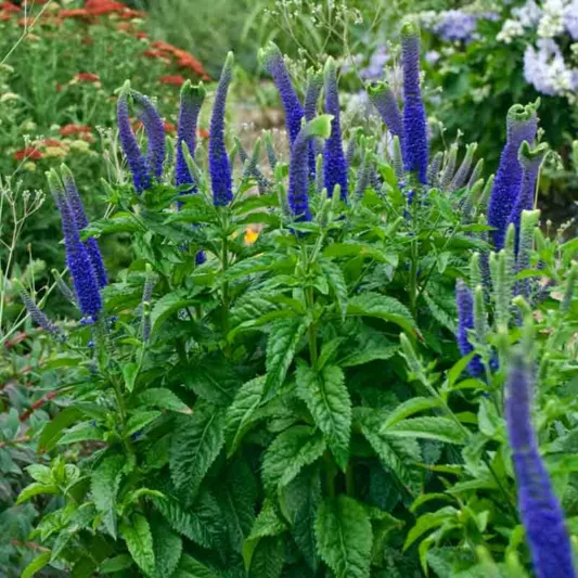 Veronica 'Sunny Border Blue', Speedwell 'Sunny Border Blue', Blue Flowers, Blue flower spikes, Violet Flowers, Violet flower spikes