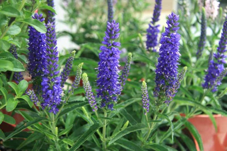 Veronica 'Sunny Border Blue', Speedwell 'Sunny Border Blue', Blue Flowers, Blue flower spikes, Violet Flowers, Violet flower spikes