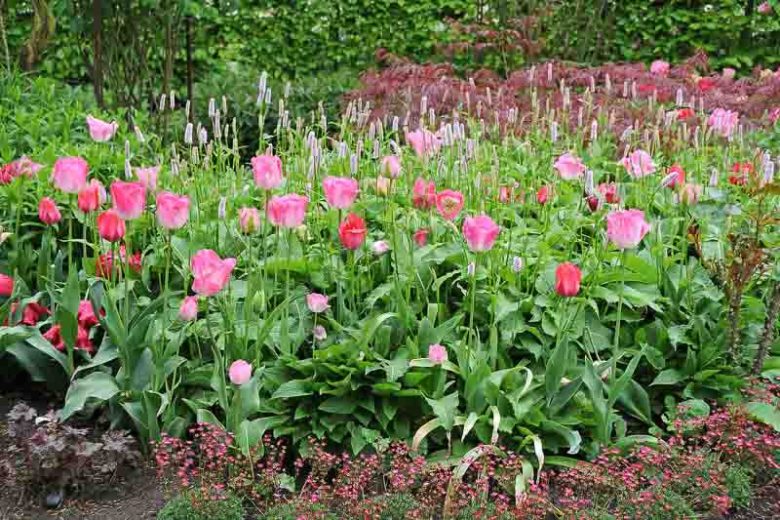 Persicaria Bistorta 'Superba', Bistort 'Superba', Knotweed 'Superba', Adderwortel, Polygonum Bistorta 'Superbum', Shade plants, shade perennial, pink flowers, plants for shade, deer resistant plants, deer resistant perennials