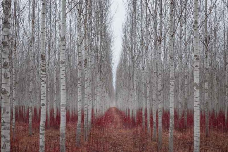 Populus alba, White Poplar, Abele, Abbey, Dutch Beech, Silver-Leaved Poplar, White Asp, Deciduous Tree, Fall Color