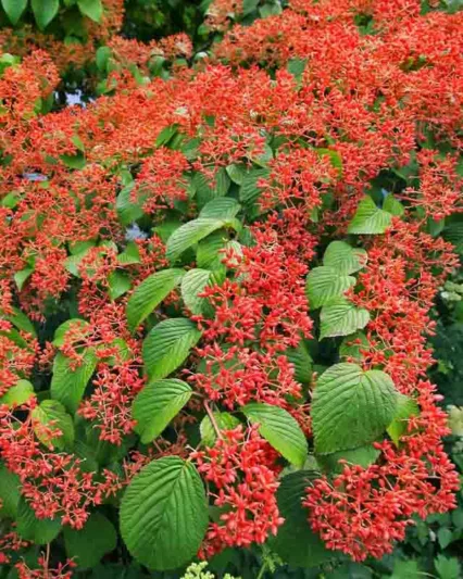 Viburnum Plicatum f. Tomentosum 'Shasta', Japanese snowball 'Shasta', Doublefile Viburnum 'Shasta', Double File Viburnum 'Shasta', White flowers