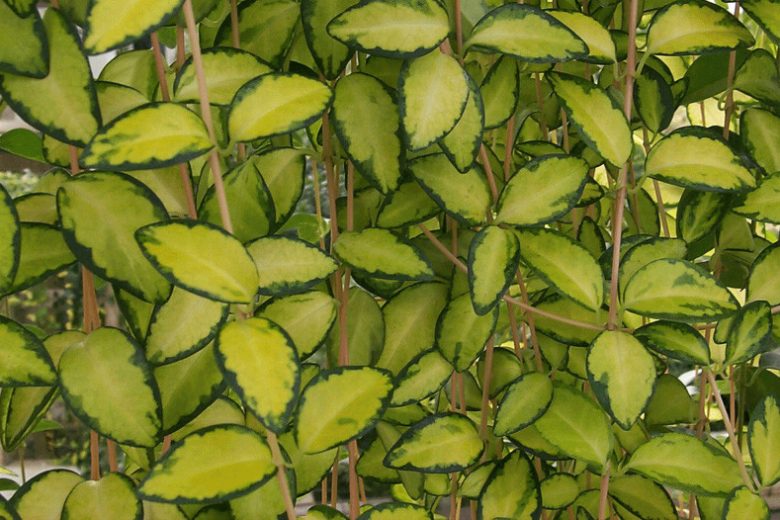 Vinca minor 'Illumination', Periwinkle 'Illumination', Lesser Periwinkle 'Illumination', Dwarf Periwinkle 'Illumination', Creeping Myrtle 'Illumination', Variegated Vinca, Variegated periwinkle, Evergreen perennial, evergreen groundcover, Shade perennials, Plants for shade, Variegated Vinca