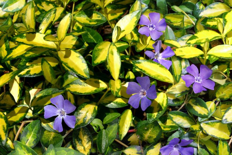 Vinca minor 'Illumination', Periwinkle 'Illumination', Lesser Periwinkle 'Illumination', Dwarf Periwinkle 'Illumination', Creeping Myrtle 'Illumination', Variegated Vinca, Variegated periwinkle, Evergreen perennial, evergreen groundcover, Shade perennials, Plants for shade, Variegated Vinca