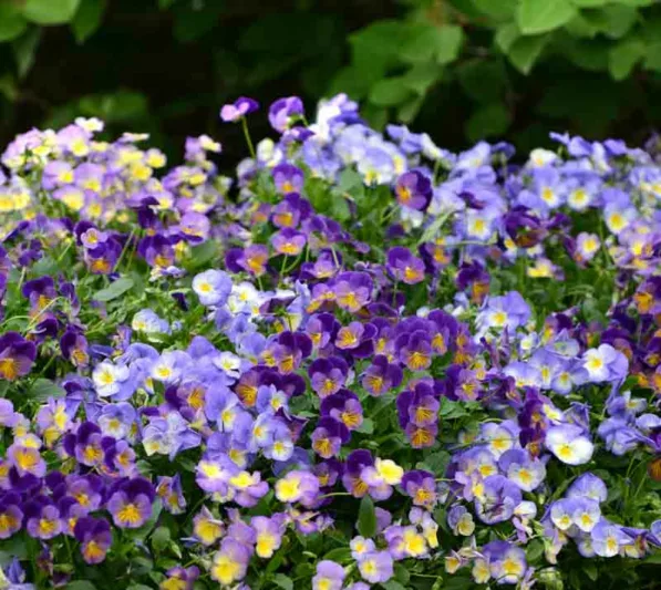 Viola 'Halo Lilac', Violet 'Halo Lilac', Perennial Pansy 'Halo Lilac', Winter Pansy 'Halo Lilac', Purple flowers, pansies, fragrant perennials, evergreen perennials, evergreen flowers, white flowers