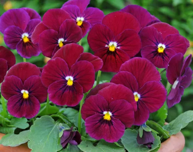 Viola 'Sorbet Carmine Rose', Horned Violet 'Sorbet Carmine Rose', Horned Pansy 'Sorbet Carmine Rose', Tufted Violet 'Sorbet Carmine Rose', Red flowers, pansies, fragrant perennials, evergreen perennials, evergreen flowers