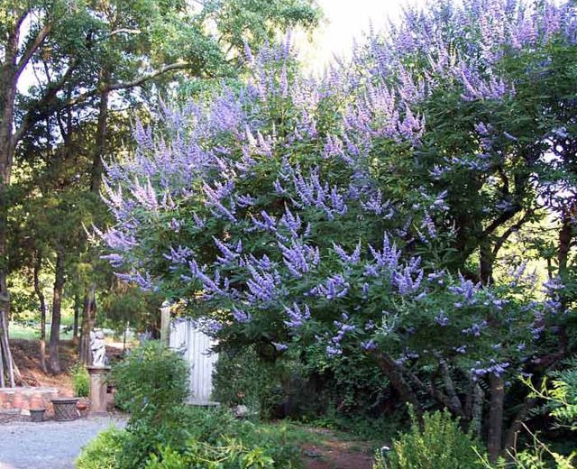 Vitex Agnus-Castus 'Shoal Creek', Chaste Tree 'Shoal Creek', Monk's Pepper Tree 'Shoal Creek', Hemp Tree 'Shoal Creek', Chasteberry 'Shoal Creek', Lilac Chastetree 'Shoal Creek', fragrant shrub