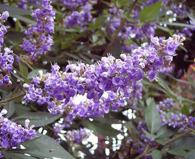 Vitex Agnus-Castus 'Shoal Creek', Chaste Tree 'Shoal Creek', Monk's Pepper Tree 'Shoal Creek', Hemp Tree 'Shoal Creek', Chasteberry 'Shoal Creek', Lilac Chastetree 'Shoal Creek', fragrant shrub