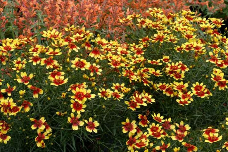 Coreopsis Verticillata 'Bengal Tiger', Coreopsis Bengal Tiger, Tickseed Bengal Tiger, Threadleaf Coreopsis Bengal Tiger, Whorled Coreopsis Bengal Tiger, Drought tolerant plants, Bicolored Coreopsis, Red Flowers