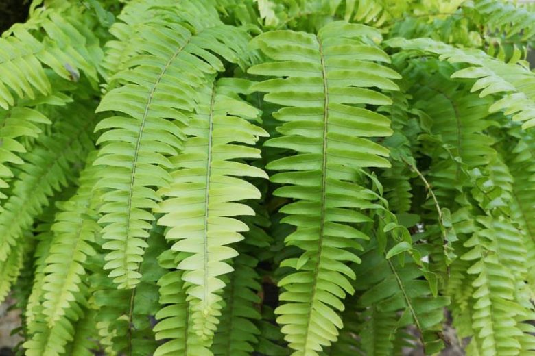 Nephrolepis exaltata, Boston Swordfern, Boss Fern, Boston Fern, Ladder Fern, Wild Boston Fern, Evergreen Fern, Shade plants, shade perennial, plants for shade